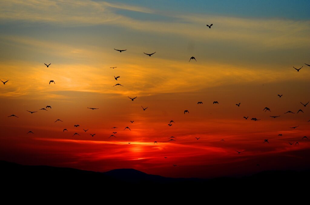 mountains, birds, silhouette, sunset, dusk, dawn, sunrise, mountain range, mountainous, flying, wildlife, nature, scenic, scenery, birds, sunset, sunset, sunset, sunset, sunset, sunrise, sunrise, nature, nature, nature, nature