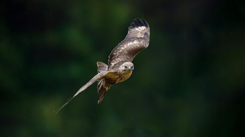 A stunning close-up of a hawk soaring gracefully in flight with wings spread wide.