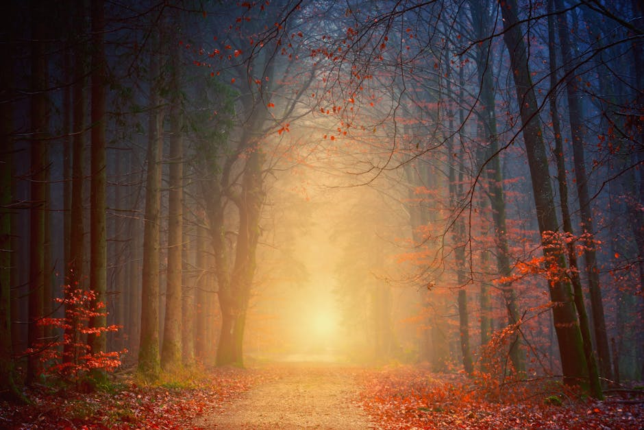 Mystical forest scene at dawn with fog, light, and vibrant autumn colors.