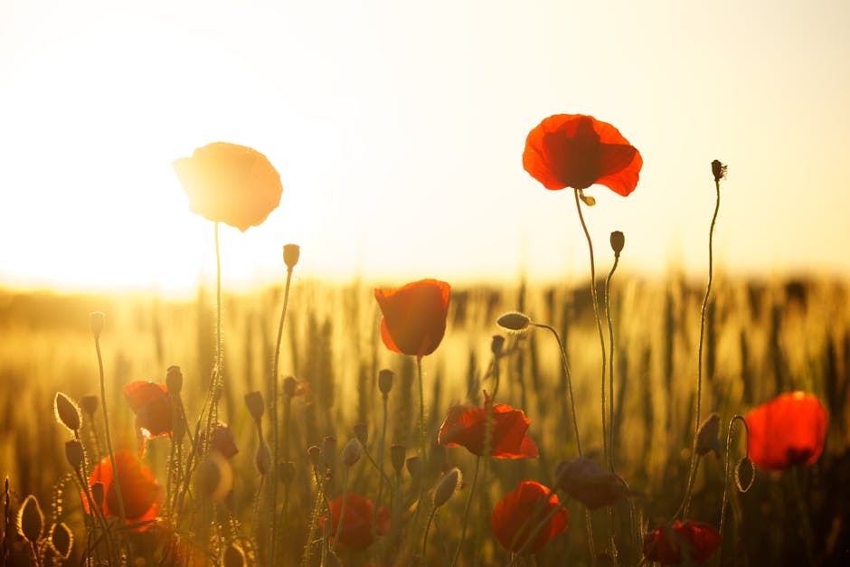 A stunning view of red poppies in a sunlit field, perfect for nature and floral themes.