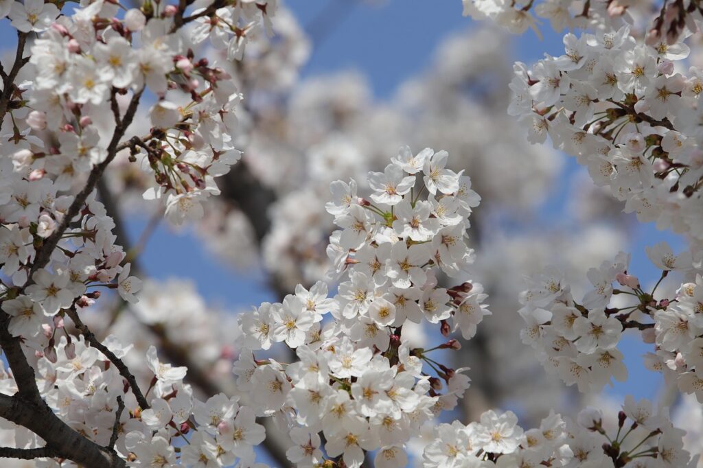 cherry blossom, spring, sky, cherry tree, nature, petals, spring, spring, spring, spring, spring, nature