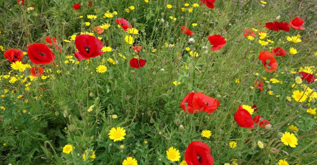 A colorful field of red poppies and yellow daisies, captured on a sunny day.